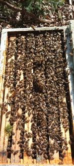 vends abeilles buckfast f 1 sur 5-6 cadres dadant, Abeilles