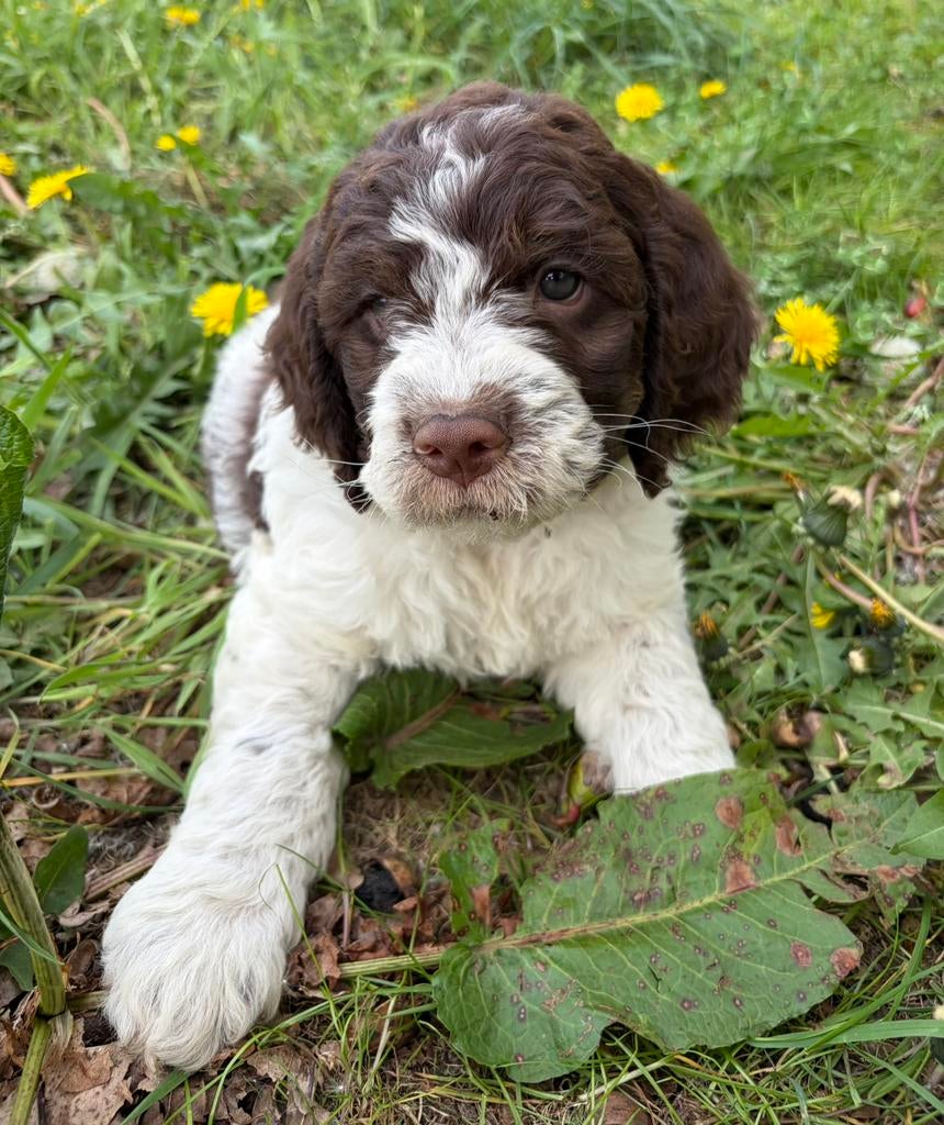 Prachtige Lagotto Romagnolo pups, België, Overige rassen, 8 tot 15 weken, Meerdere