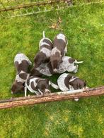 Duitse staande korthaar pups, Duitse Staande hond, België, Fokker | Hobbymatig, 8 tot 15 weken