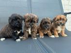 Supermooie Lhasa Apso x Poedel particiliere puppy’s, Poedel, België, Particulier, 8 tot 15 weken