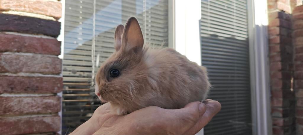 Dwergkonijntjes oranje kleur, Dieren en Toebehoren, Konijnen