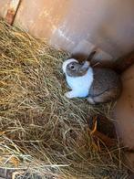 3 voedsters, Meerdere dieren, Middelgroot, 0 tot 2 jaar