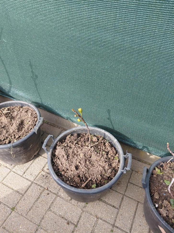 vijgeboom in groot pot, Tuin en Terras, Planten | Fruitbomen, Vijgenboom, Minder dan 100 cm, Volle zon, Lente, In pot, Ophalen