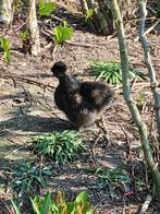 Zijdehoen hen zwart (2025), Femelle, Poule ou poulet