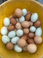 Broedeieren mix, Sexe inconnu, Poule ou poulet