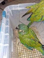 Jeune ara maracana, Animaux & Accessoires