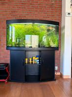 aquarium met vissen, Enlèvement, Utilisé, Aquarium d'eau douce rempli