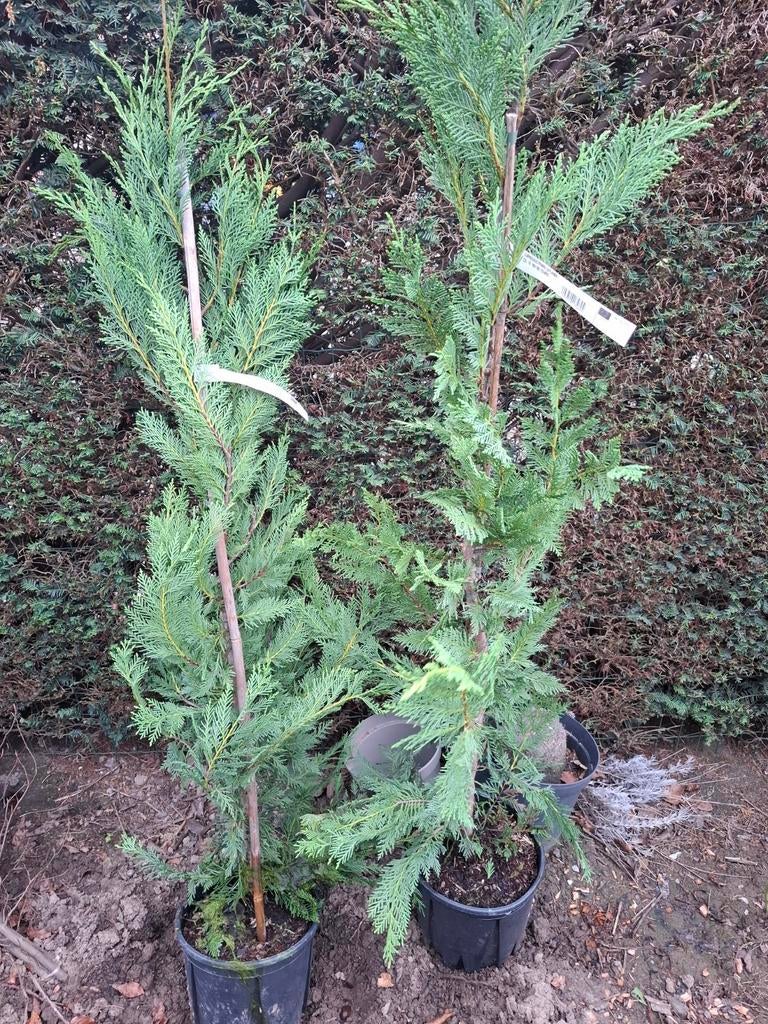 Dennen, Ophalen of Verzenden