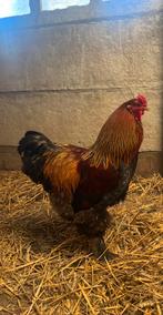 Brahma goudpatrijs haan, Dieren en Toebehoren, Pluimvee