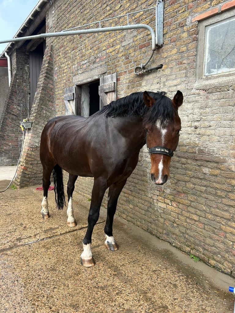 Demi-stable offert, Animaux & Accessoires, Chevaux & Poneys | Autres trucs de cheval, Récréation, Enlèvement