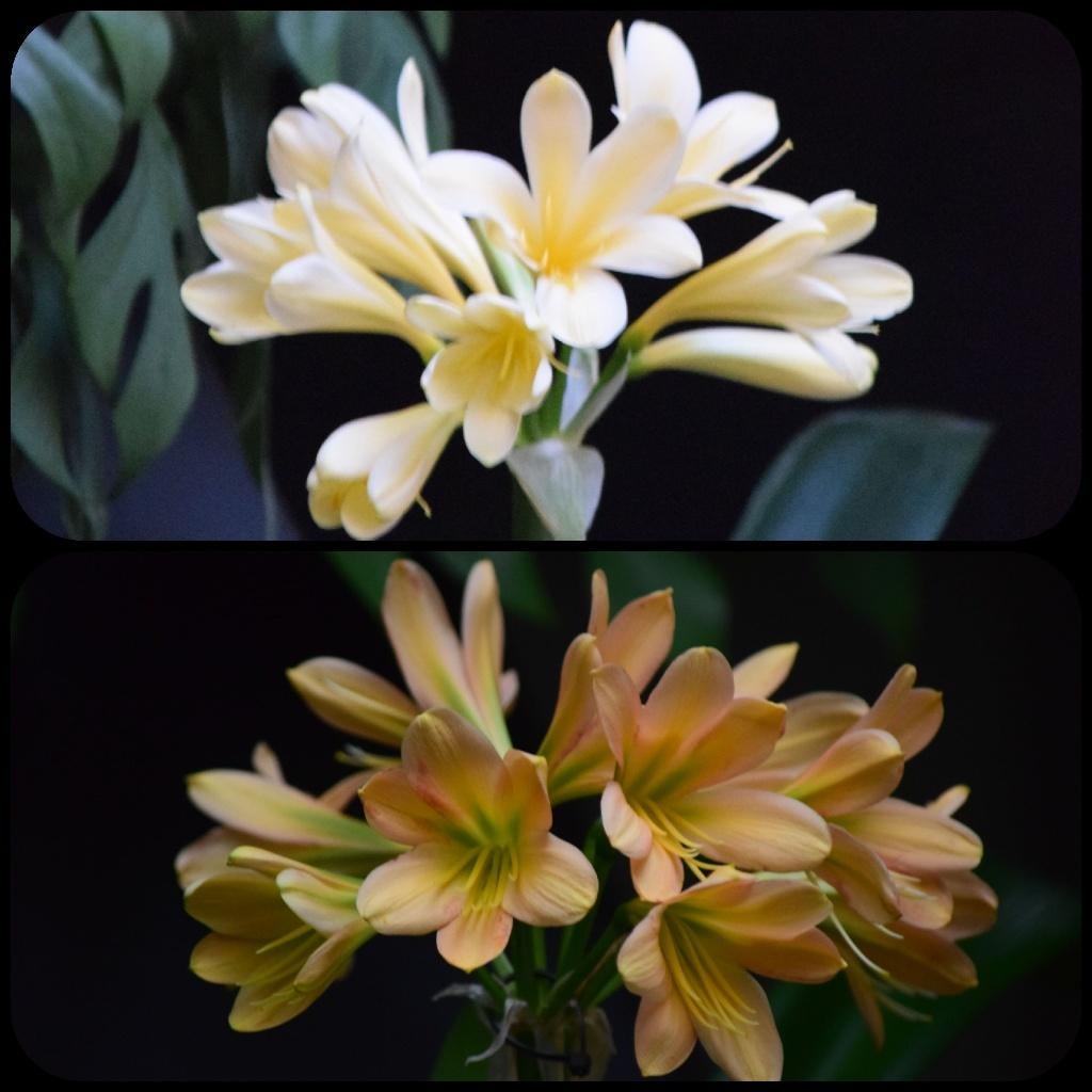 Clivia kruising Yellow Ice Queen x Euro Peach (green throat), Volledige schaduw, Ophalen of Verzenden, In pot, Minder dan 100 cm