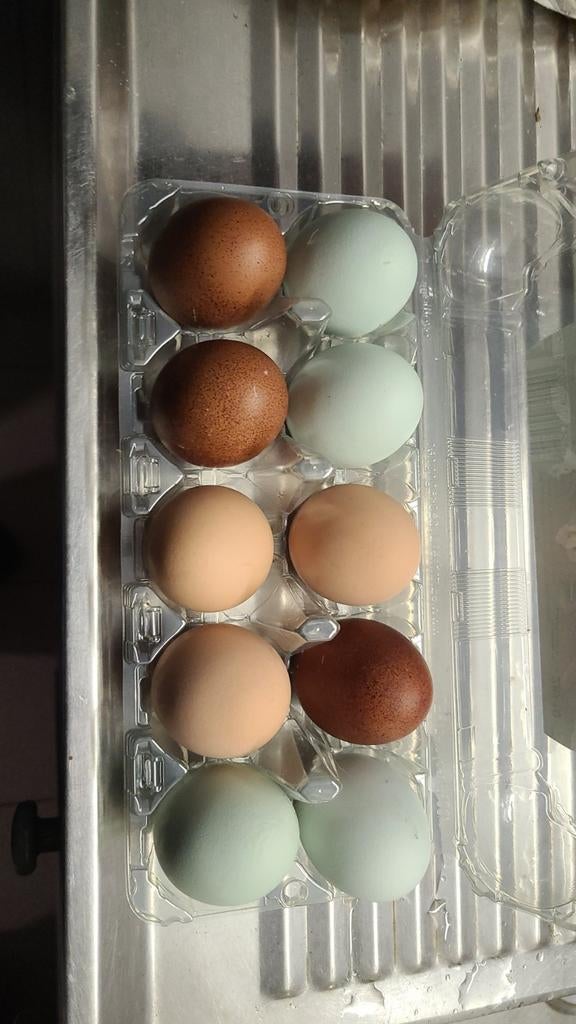 Bio eieren, Ophalen of Verzenden