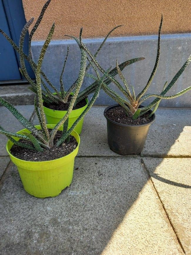 vetplanten Gasteria verrucosa, Maison & Meubles, Plantes d'intérieur, Enlèvement, Plante succulente