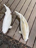 2 koi beelden 65 cm, Dieren en Toebehoren, Karper of Koi