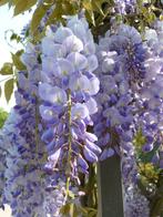 Blauwe regen, Ophalen