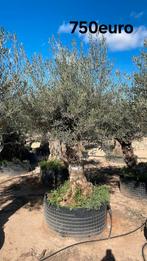 ‼️olijfbomen olea europaea aan stuntprijzen ‼️, Ophalen