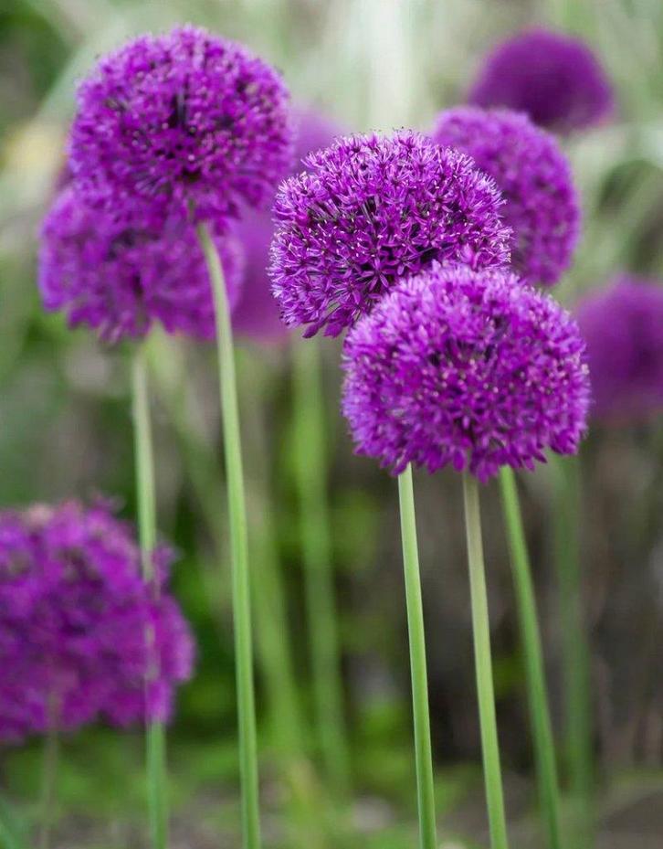 Allium 'Purple sensation', Tuin en Terras, Planten | Tuinplanten, Vaste plant, Bodembedekkers, Volle zon, Ophalen
