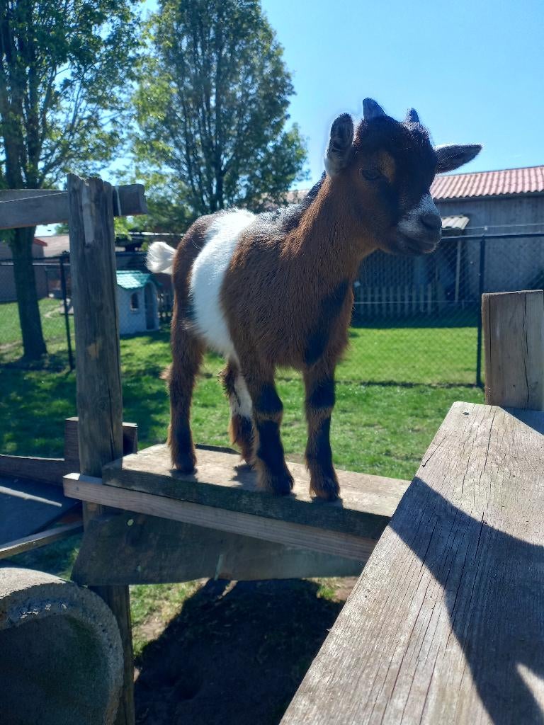 jonge dwerggeitjes - bokjes, Dieren en Toebehoren, Mannelijk, Geit, 0 tot 2 jaar