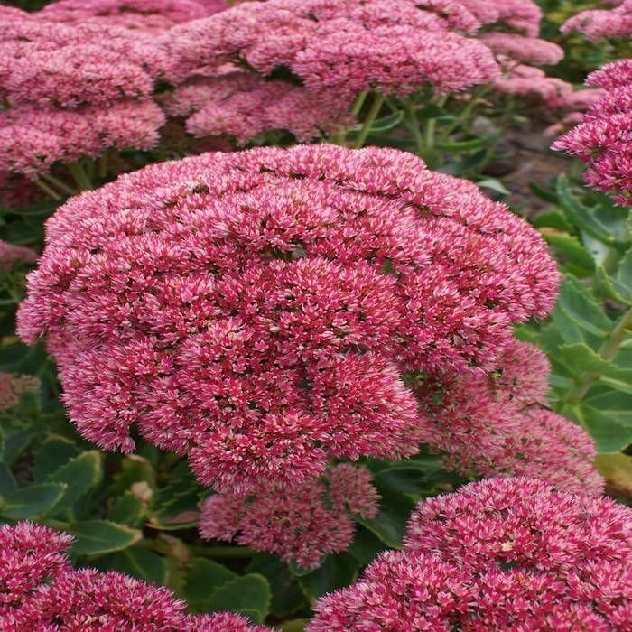 Sedum herbstfreude, hemelsleutel, vetkruid,, Tuin en Terras, Ophalen, Herfst, Vaste plant, Halfschaduw