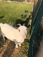 Geit te koop, Dieren en Toebehoren, Schapen, Geiten en Varkens, Geit