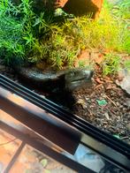 2 Reptile de koop met 2 terrarium, Dieren en Toebehoren, Ophalen, Zo goed als nieuw, Verlichting