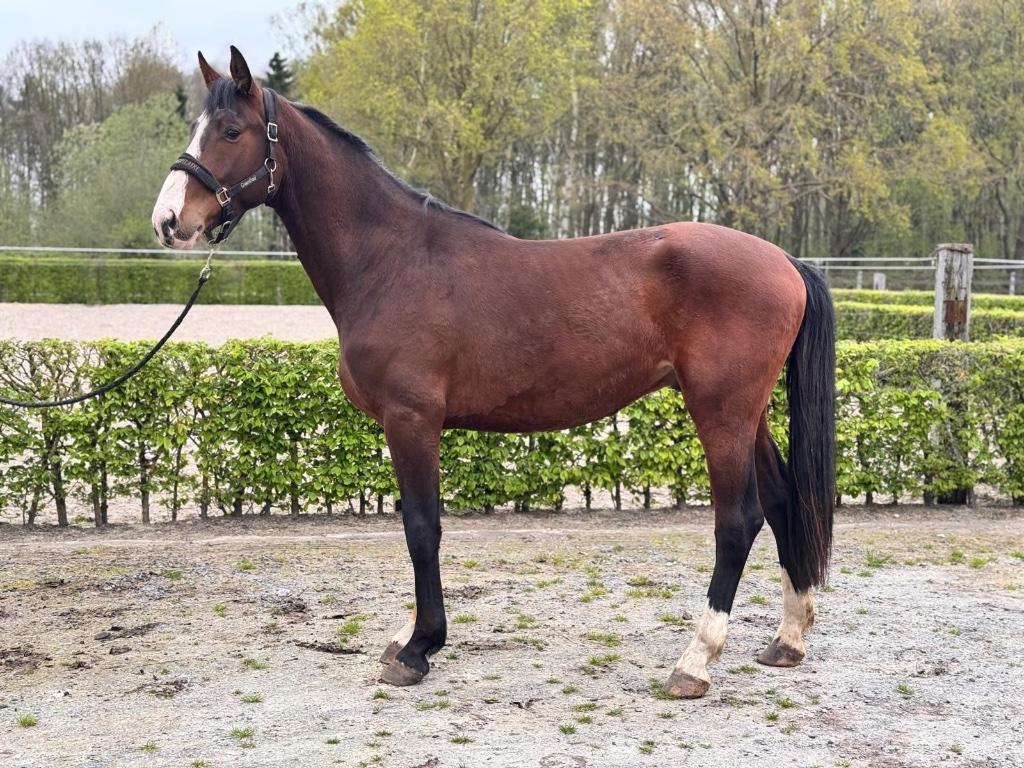 3jarige ruin Bisquet Balou van de Mispelaere, Dieren en Toebehoren, Paarden, Springpaard, Met stamboom, Ruin, 3 tot 6 jaar