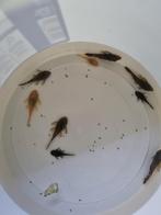 Jeunes ancistrus, Animaux & Accessoires