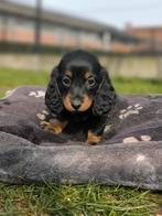 Des chiots teckels sont nés chez nous !, Poils longs, Plusieurs, Nain, Hépatite contagieuse (maladie de Rubarth)