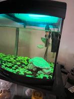Aquarium 40L+Poisson+Décoration à vendre, Animaux & Accessoires, Poissons | Aquariums & Accessoires, Enlèvement, Comme neuf, Aquarium d'eau douce rempli