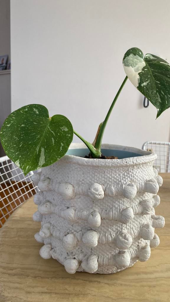 Monstera Thai Constellation, Maison & Meubles, Plantes d'intérieur, Enlèvement