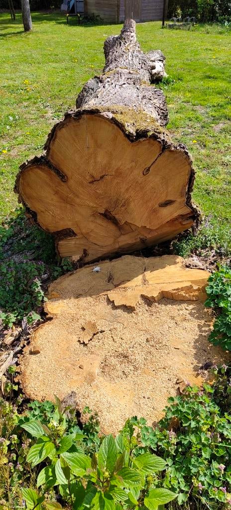 Tige complète de châtaignier : utilisez une souche ou du boi, Enlèvement, Utilisé