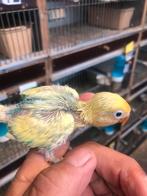 Yf bonte dwergpapegaai, Dieren en Toebehoren