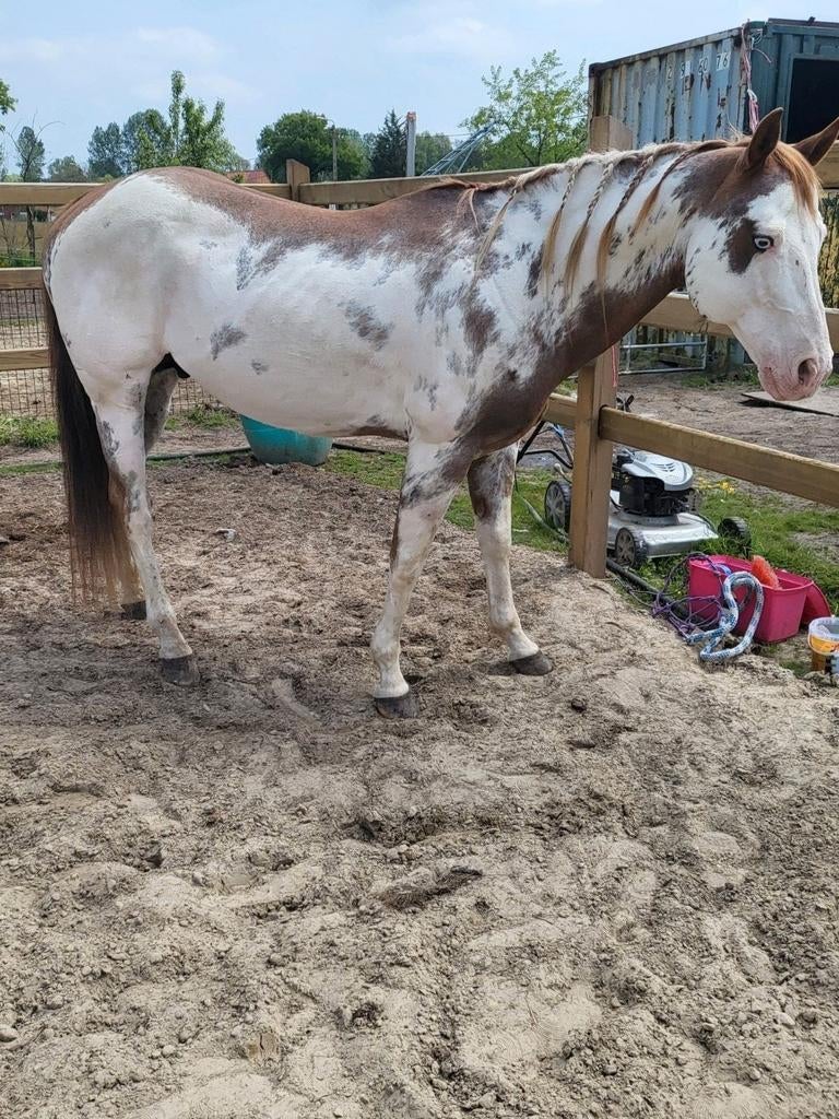 Quarter Hengst, Tickets en Kaartjes