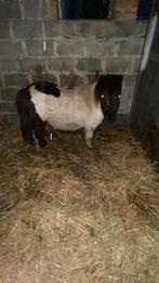 Shetland pony, Dieren en Toebehoren, Pony's, Gechipt, Ruin, Zadelmak, A pony (tot 1.17m)