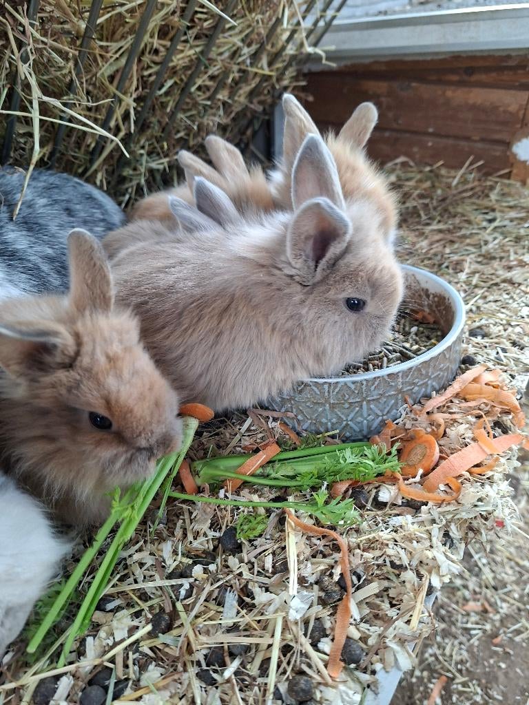 5 raszuivere dwergkonijn leeuwenkopjes, Meerdere dieren, Dwerg, 0 tot 2 jaar