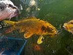 Koi dorée, Carpe ou Koï
