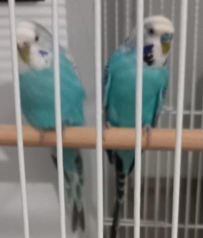 Mooie blauwe koppel grasparkieten