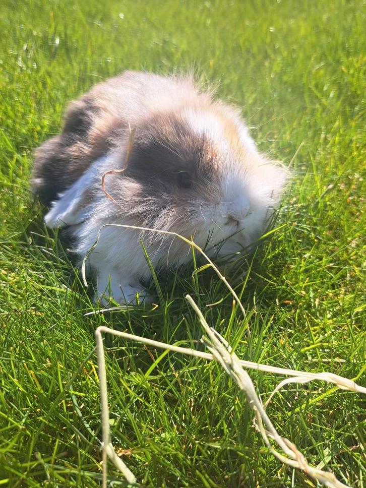 Konijnen, Dieren en Toebehoren, Konijnen, Dwerg, Meerdere dieren, 0 tot 2 jaar, Hangoor