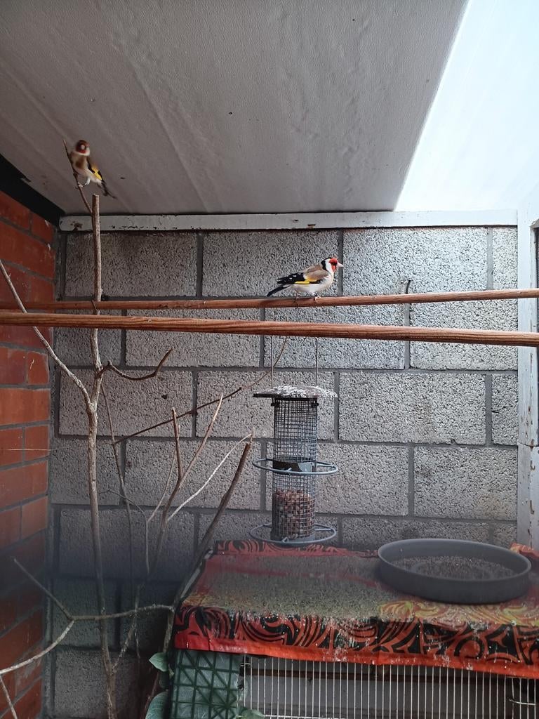 Distelvinken Major Putters, Ophalen, Nieuw, Overige typen