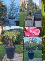 Olijfpalmbomen oleander te koop, Ophalen