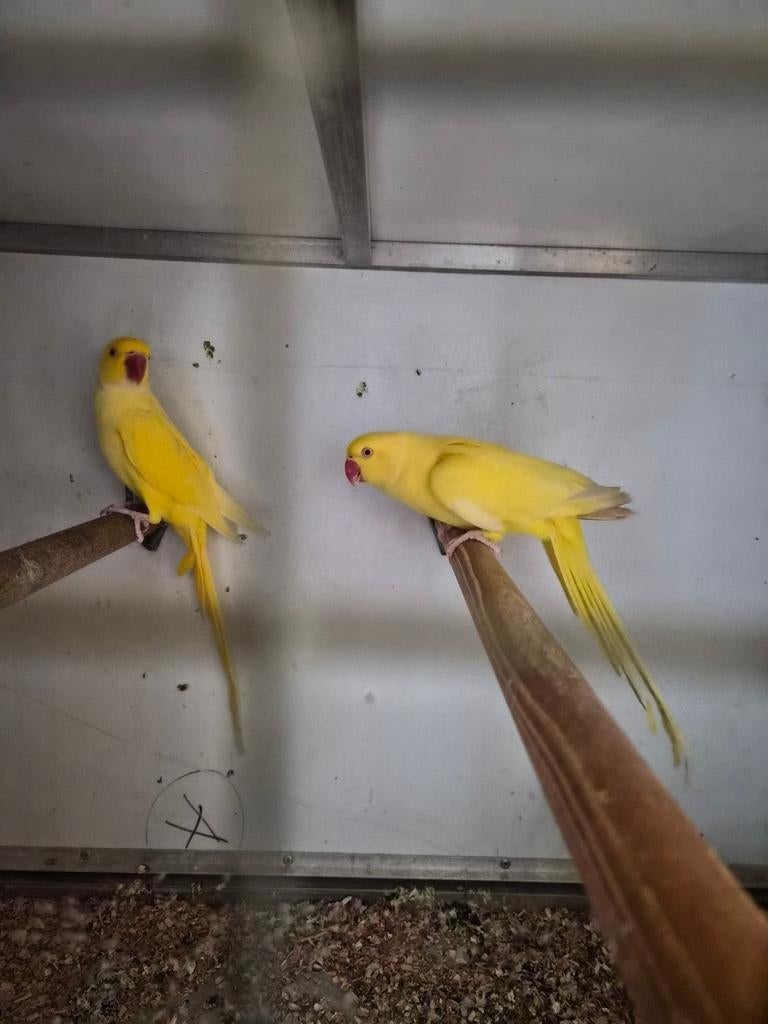 Kweekkoppel bewezen lutino halsbanden, Dieren en Toebehoren