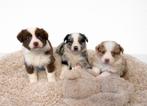 Jolis chiots border collie, Animaux & Accessoires, Colley, Plusieurs, Hépatite contagieuse (maladie de Rubarth), Belgique