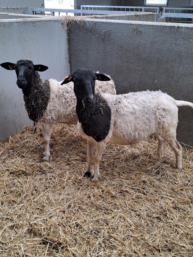 Dorper ooien, Dieren en Toebehoren, Schapen, Geiten en Varkens, Vrouwelijk, Schaap, 0 tot 2 jaar