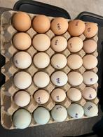 Broedeieren mix te koop, Dieren en Toebehoren, Pluimvee, Meerdere dieren, Kip