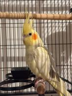 Valkparkiet inclusief kooi en toebehoren, Ophalen, Gebruikt, Metaal, Vogelkooi