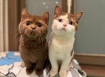Cinnamon Latent  DBE ~ BRITS KORTHAAR, Dieren en Toebehoren, Katten en Kittens | Raskatten | Korthaar, Meerdere dieren, Met stamboom
