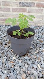 Framboos Rubus idaeus Heritage, Enlèvement, Autres espèces, Arbuste, Moins de 100 cm