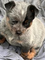 Cattle dog pups, Particulier, 8 tot 15 weken, Parvo, Meerdere