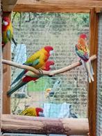 rosella, Dieren en Toebehoren, Mannelijk, Parkiet