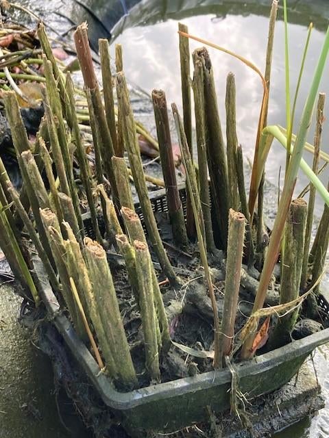 Lisdodde in grote vijvermand, Ophalen, Vaste plant, Vijverplanten